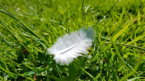 Close-up of feather on field