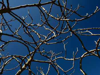 Low angle view of bare tree against clear blue sky