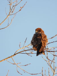 Low angle view of bird perching on branch against sky