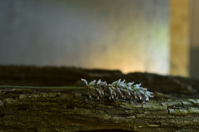 Close-up of insect on wood