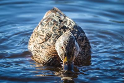 High angle view of duck swimming in lake