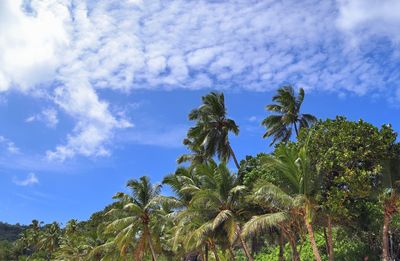 Low angle view of coconut palm trees against blue sky