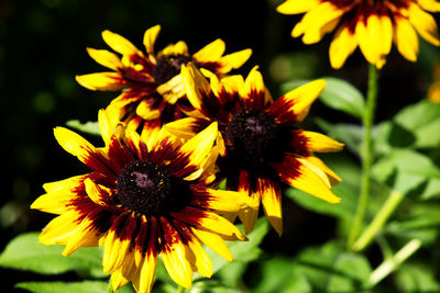 Close-up of black-eyed yellow flowers blooming outdoors