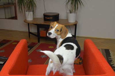 Beagle dog in living room. no stock image