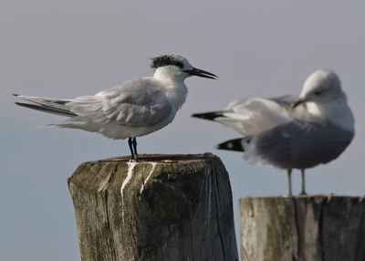 Close-up of seagulls perching on wooden post