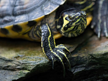 Close-up of turtle