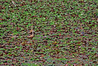 High angle view of birds on land