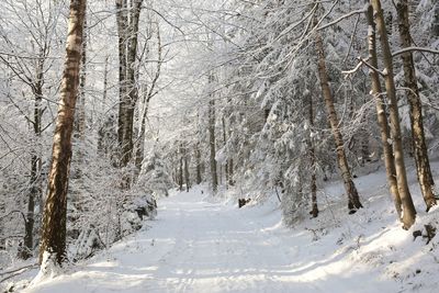 Snow covered trees in forest