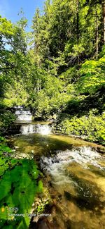 Scenic view of stream amidst trees and plants in forest