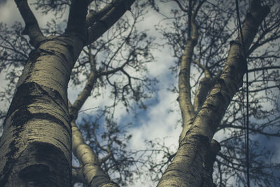 Low angle view of bare trees against sky