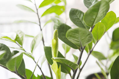 leaf