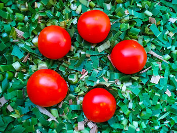 High angle view of tomatoes on plant