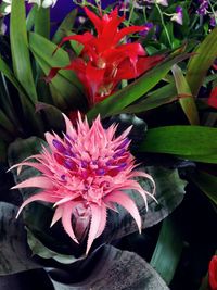Close-up of pink flowers