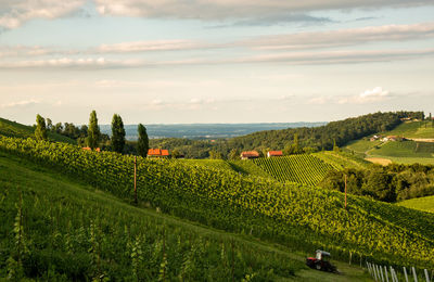 Scenic view of vineyard against sky