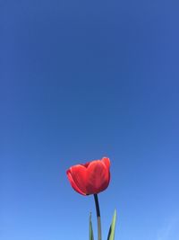 Red poppy blooming against clear blue sky