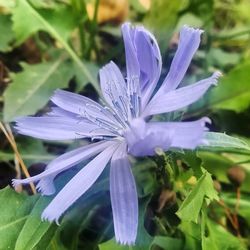 Close-up of wet purple flowering plant