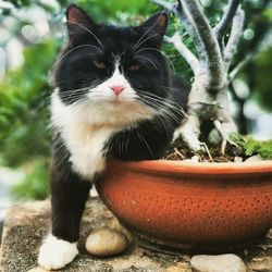 Close-up of a cat looking away