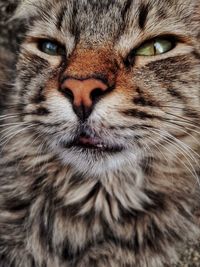 Close-up portrait of a cat