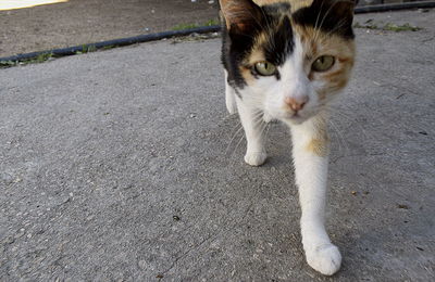 Close-up portrait of cat