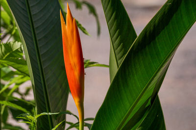 Close-up of orange flowering plant