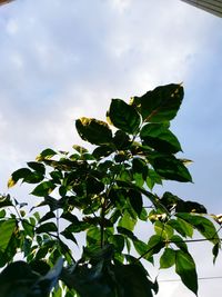 Low angle view of leaves on plant against cloudy sky