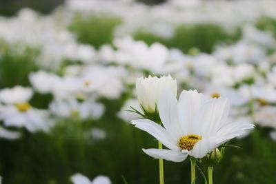 Close-up of white flowering plant on field