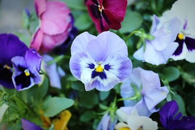 Close-up of purple flowering plants
