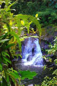 Scenic view of waterfall in forest