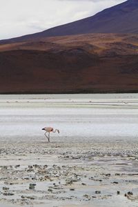 View of birds on beach