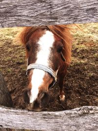 Portrait of brown horse by fence