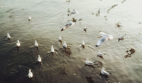 High angle view of seagulls in lake