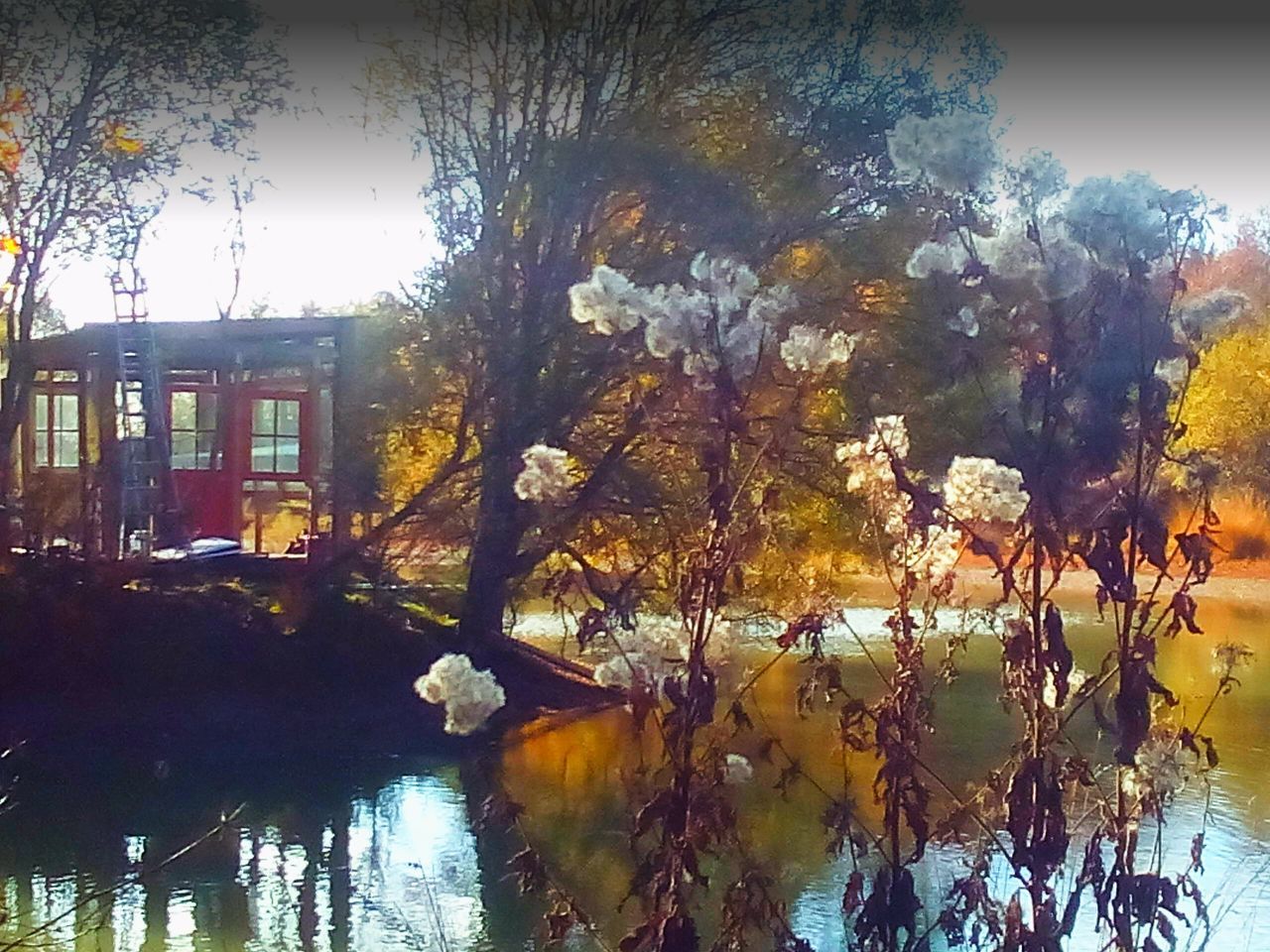 TREES AND PLANTS IN AUTUMN