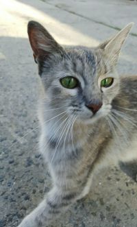 Close-up portrait of cat