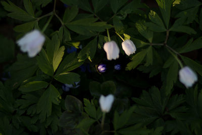 Close-up of white flowering plant