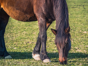 Dark brown mare grazing in the pasture and eating grass
