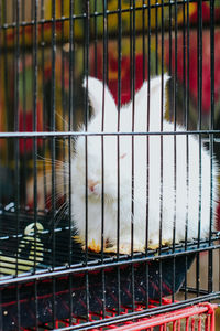 Close-up of bunny in cage