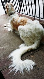 Close-up of white dog