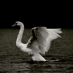 Birds in water