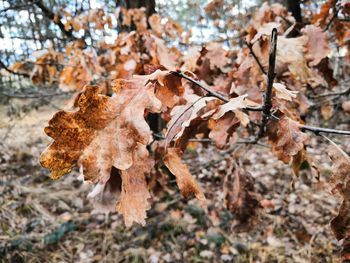 Close-up of dry leaves on tree