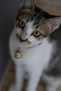 Close-up portrait of a cat