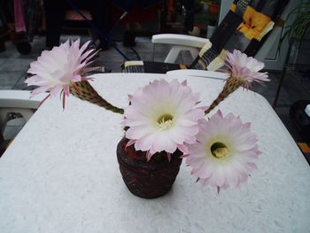 High angle view of pink orchid flowers