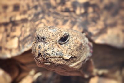 Close-up of a turtle