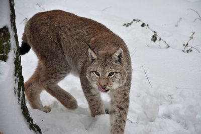 Portrait of a cat lying on snow