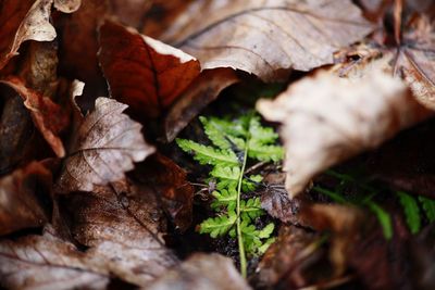 Close-up of leaves