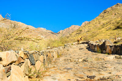 Scenic view of landscape against clear blue sky