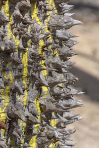 Close-up of lichen hanging on tree trunk