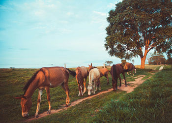 Horses in a field