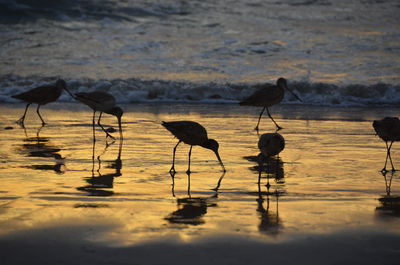 Silhouette birds on lake at sunset