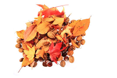 Close-up of dry leaves against white background