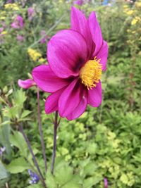 Close-up of pink flower